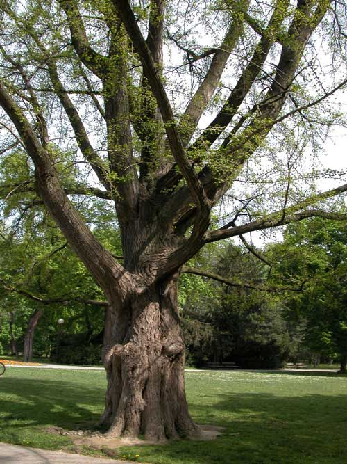 ginkgo biloba 01