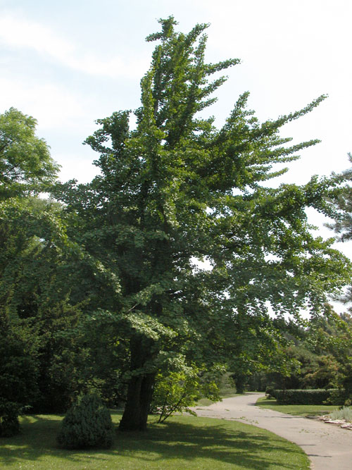 ginkgo biloba 02