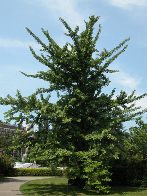 ginkgo biloba 03
