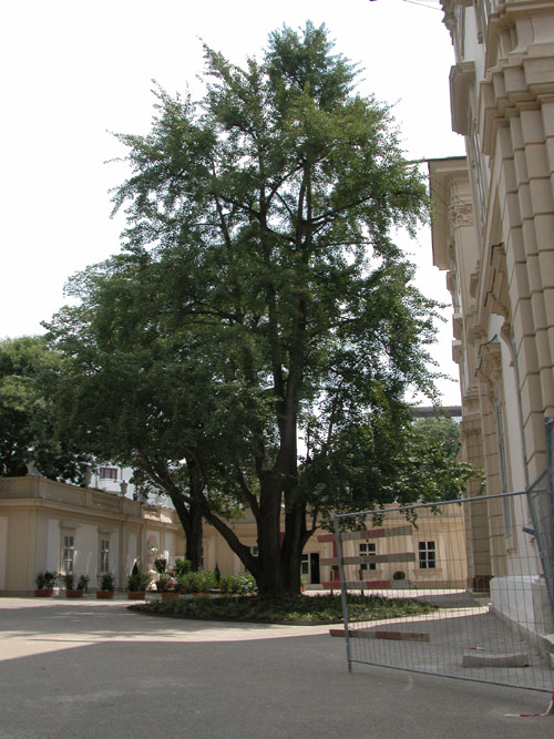 ginkgo biloba 04