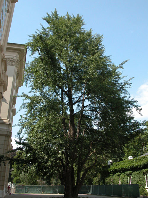 ginkgo biloba 06