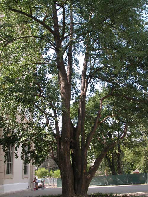 ginkgo biloba 07