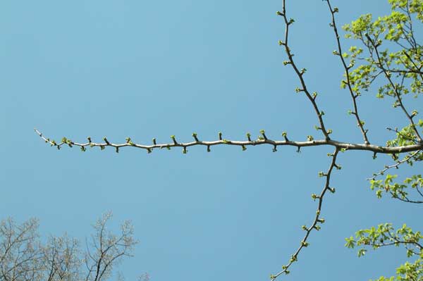ginkgo biloba 08