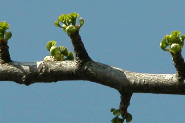 ginkgo biloba 09