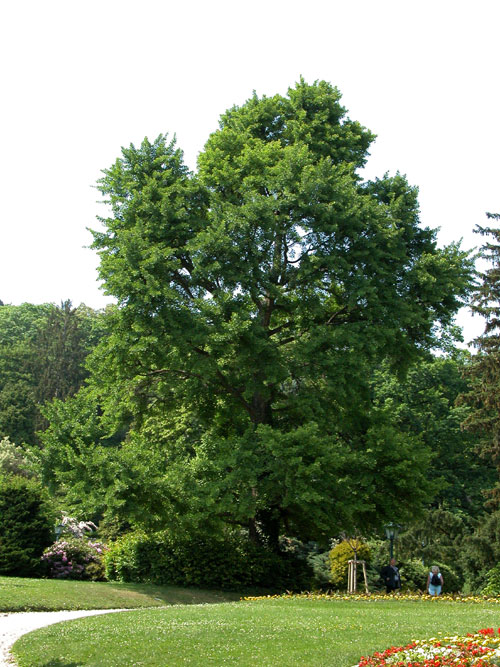 ginkgo biloba 10