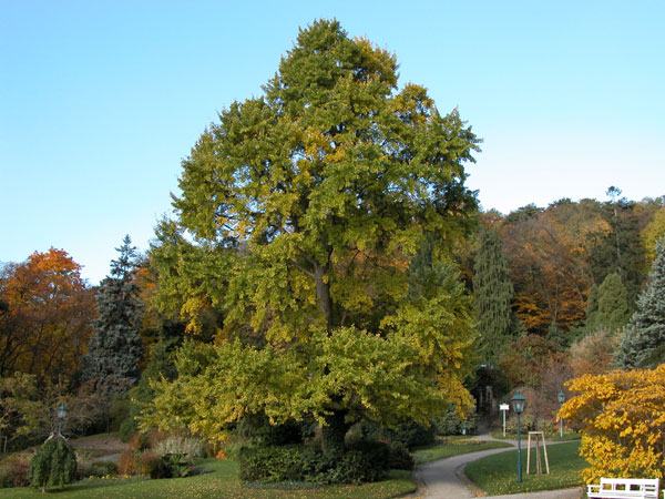 ginkgo biloba 11