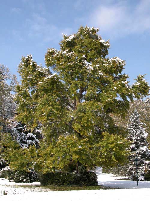 ginkgo biloba 12