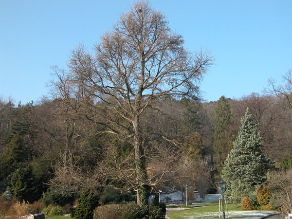 ginkgo biloba 13