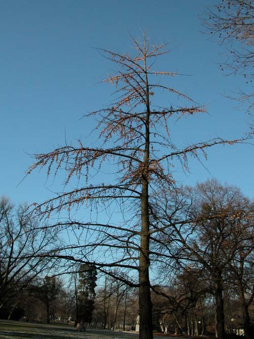 ginkgo biloba 14