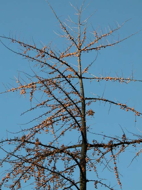 ginkgo biloba 15