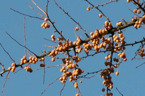 ginkgo biloba 16