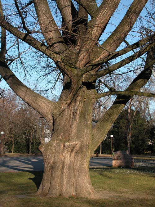 ginkgo biloba 17