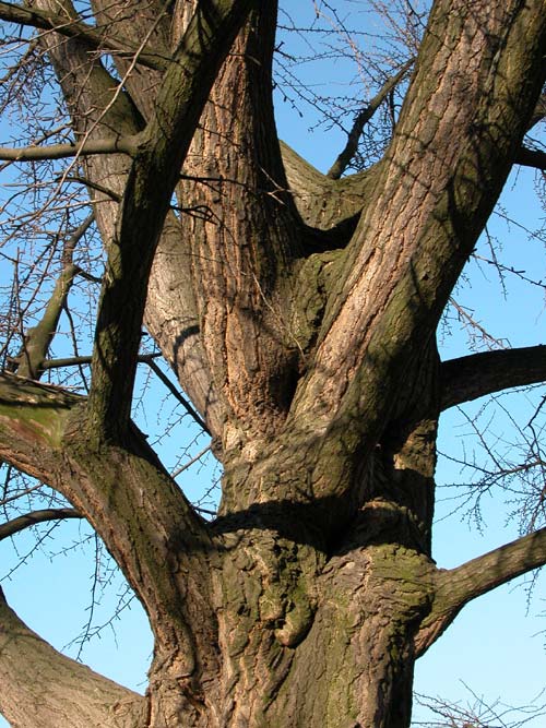 ginkgo biloba 18