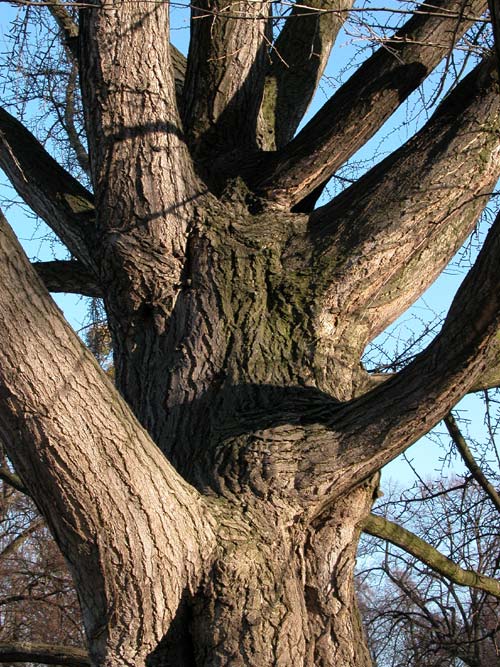 ginkgo biloba 19