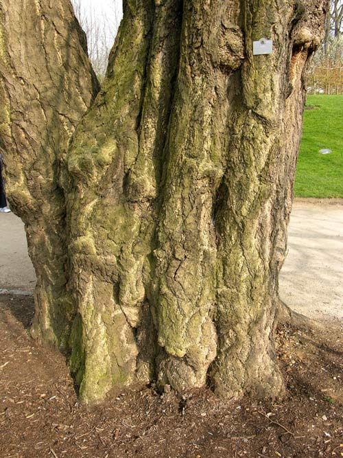 ginkgo biloba 20