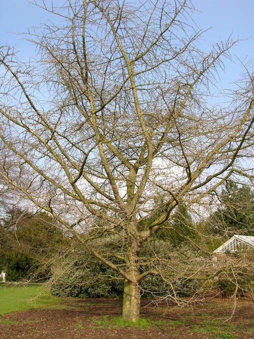ginkgo biloba 21