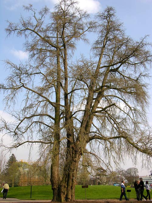 ginkgo biloba 22