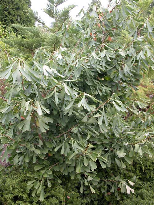 ginkgo biloba saratoga 01
