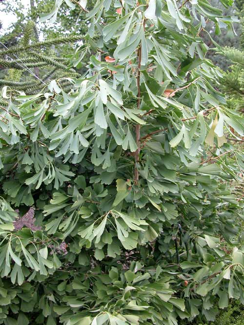 ginkgo biloba saratoga 02