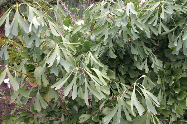 ginkgo biloba saratoga 03