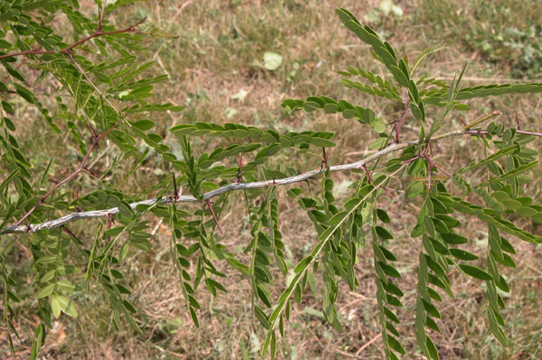 gleditsia texana 01