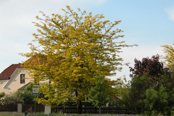 gletitsia triacanthos 01