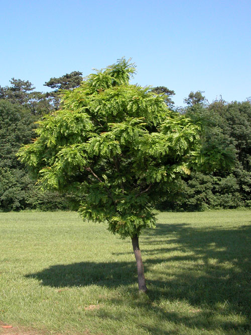 gletitsia triacanthos 02