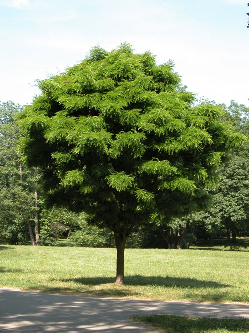 gletitsia triacanthos 03
