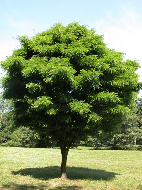 gletitsia triacanthos 04