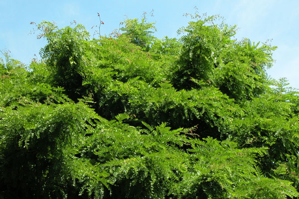 gletitsia triacanthos 05