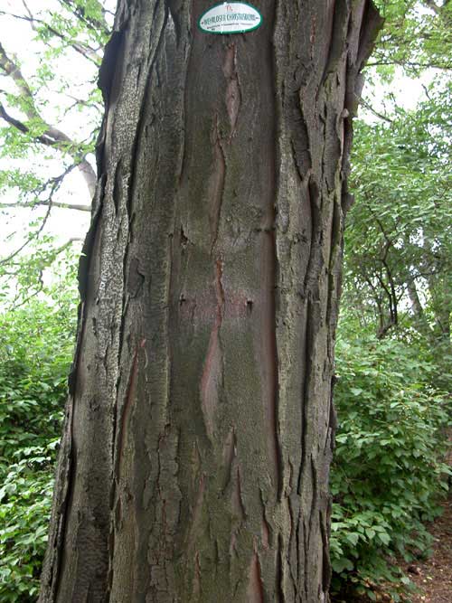 gletitsia triacanthos 06