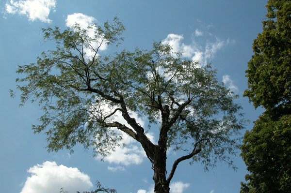 gletitsia triacanthos 07