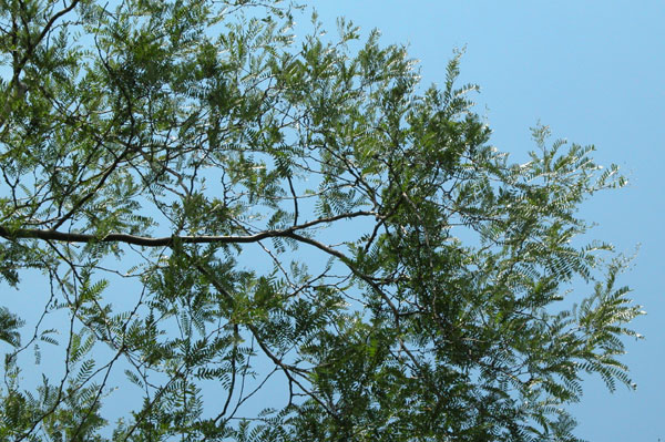 gletitsia triacanthos 08