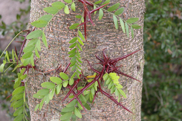 gletitsia triacanthos 12