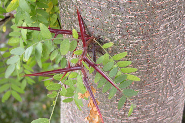 gletitsia triacanthos 13