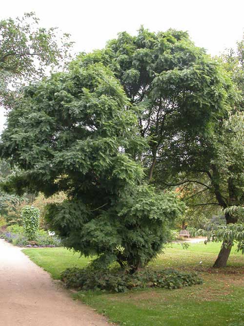 gletitsia triacanthos 14
