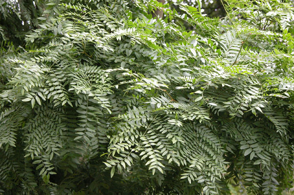 gletitsia triacanthos 15