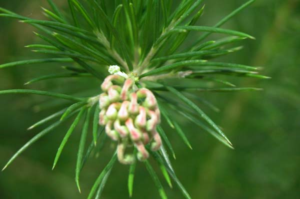 grevillea juniperina 01