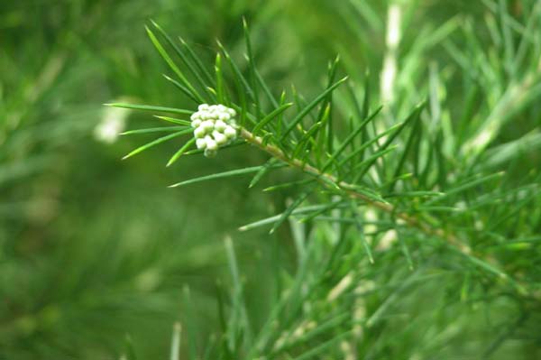 grevillea juniperina 02