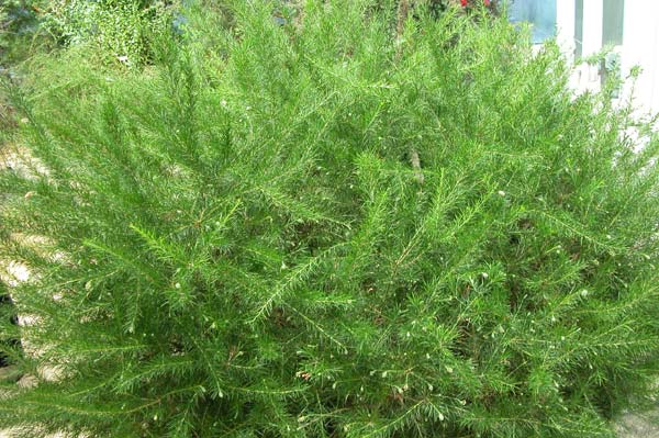 grevillea juniperina 03