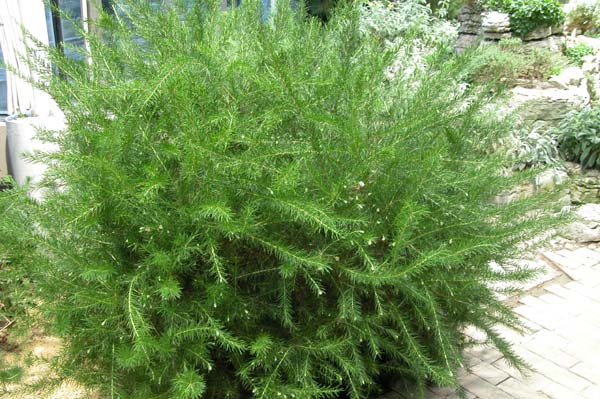 grevillea juniperina 04