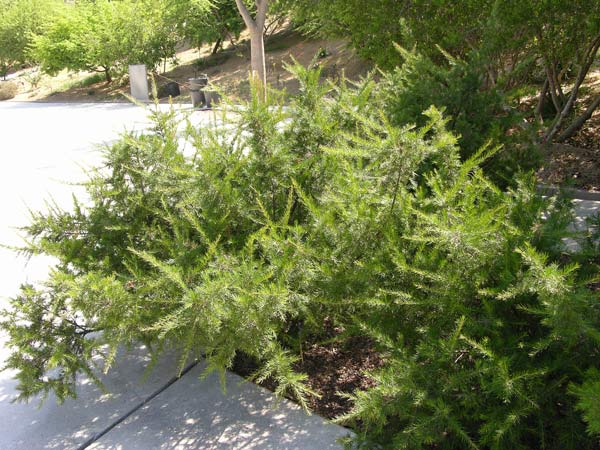 grevillea juniperina 05
