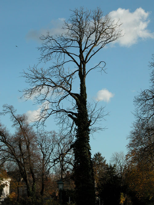 gymnocladus dioicus 02