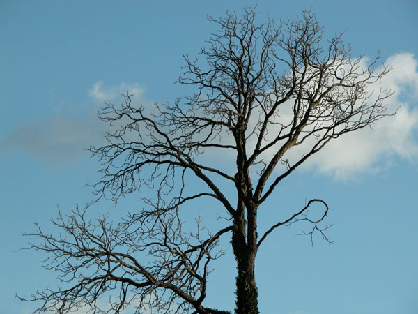 gymnocladus dioicus 03