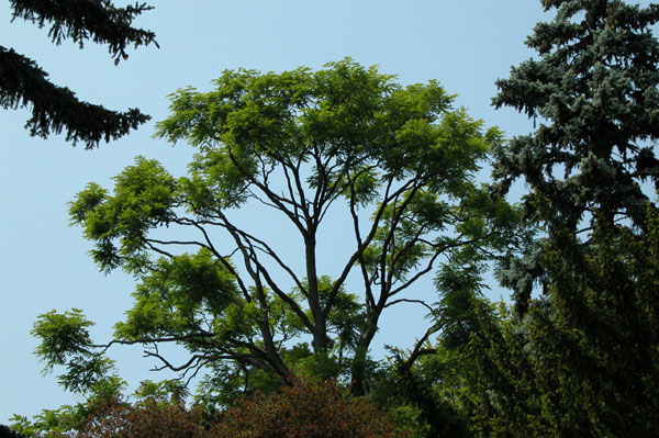 gymnocladus dioicus 04