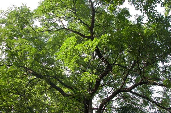 gymnocladus dioicus 06