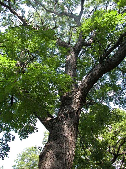 gymnocladus dioicus 07