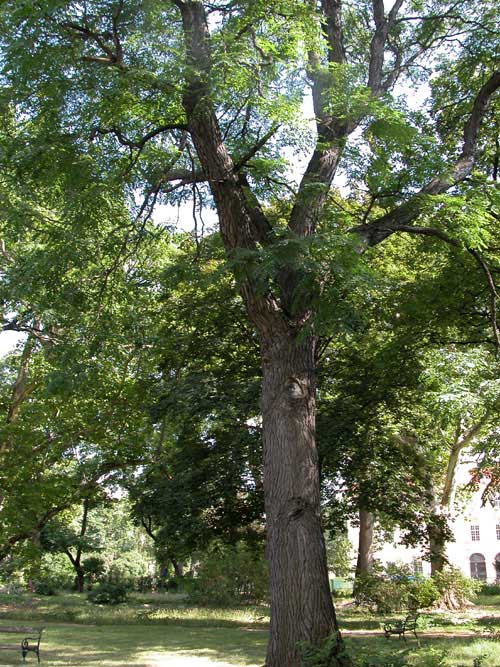 gymnocladus dioicus 08