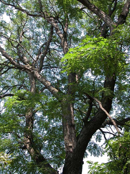 gymnocladus dioicus 09