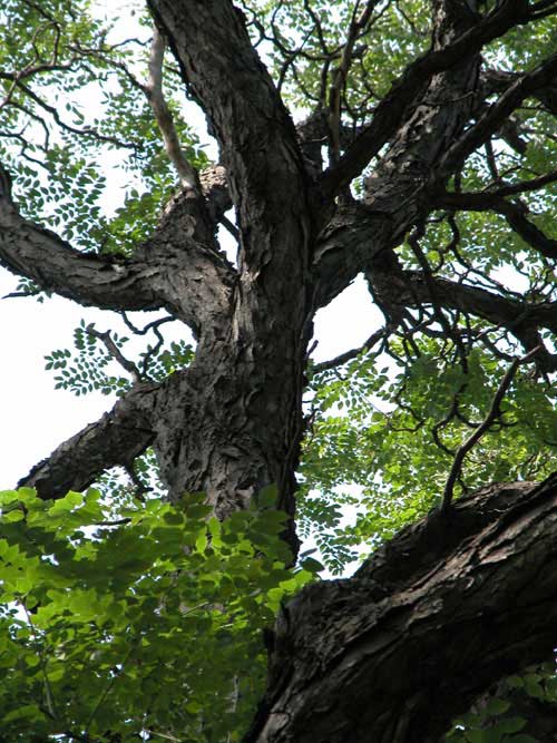 gymnocladus dioicus 10